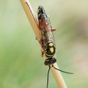 Agriomyia sp. (genus) at Aranda, ACT - 2 Apr 2022