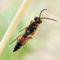 Agriomyia sp. (genus) at Aranda, ACT - 2 Apr 2022