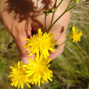 Crepis capillaris at Gundaroo, NSW - 2 Jan 2022 11:33 AM