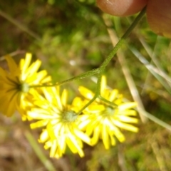 Crepis capillaris at Gundaroo, NSW - 2 Jan 2022 11:33 AM