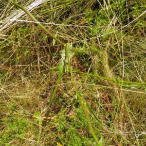 Crepis capillaris at Gundaroo, NSW - 2 Jan 2022 11:33 AM