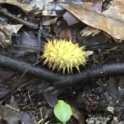 Sloanea woollsii (Yellow Carabeen) at Dorrigo Mountain, NSW - 17 Mar 2022 by BrianH