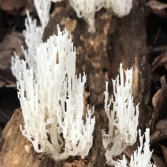 Artomyces sp. at Never Never, NSW - 17 Mar 2022 by BrianH