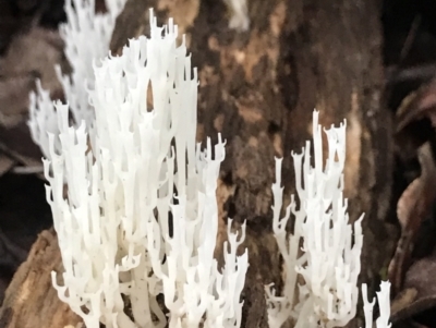 Artomyces sp. (A coral fungus) at Never Never, NSW - 17 Mar 2022 by BrianH
