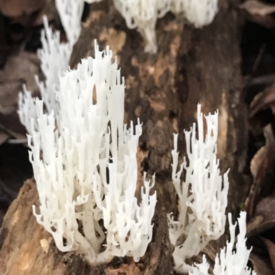 Artomyces sp. (A coral fungus) at Never Never, NSW - 17 Mar 2022 by BrianH
