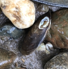 Unidentified Pipi, Clam or Oyster (Bivalvia) at Gleniffer, NSW - 6 Apr 2022 by BrianH