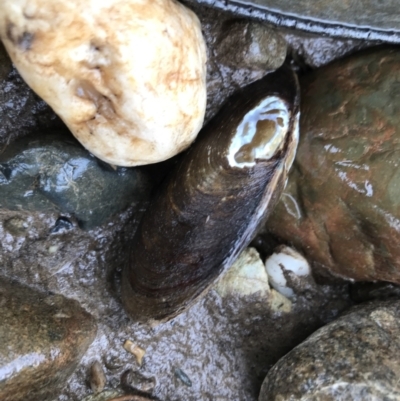 Unverified Pipi, Clam or Oyster (Bivalvia) at Gleniffer, NSW - 6 Apr 2022 by BrianH
