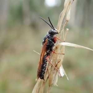 Thynninae (subfamily) at Aranda, ACT - 2 Apr 2022 03:15 PM