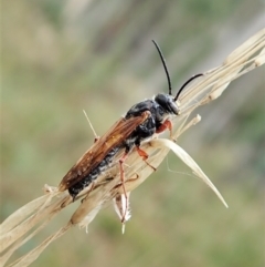 Thynninae (subfamily) at Aranda, ACT - 2 Apr 2022 03:15 PM