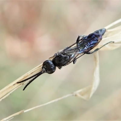 Tiphiidae (family) (Unidentified Smooth flower wasp) at Aranda, ACT - 2 Apr 2022 by CathB