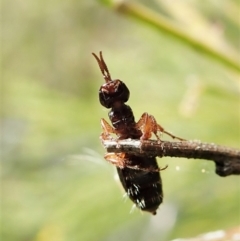 Thynninae (subfamily) (Smooth flower wasp) at Mount Painter - 26 Mar 2022 by CathB