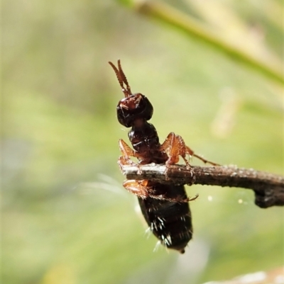 Thynninae (subfamily) (Smooth flower wasp) at Cook, ACT - 26 Mar 2022 by CathB