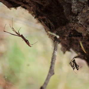 Argyrodes sp. (genus) at Aranda, ACT - 2 Apr 2022