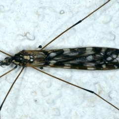 Ischnotoma (Ischnotoma) eburnea (A Crane Fly) at Ainslie, ACT - 4 Apr 2022 by jb2602