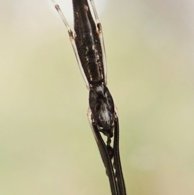 Argyrodes sp. (genus) (Dew-drop spider) at Aranda Bushland - 2 Apr 2022 by CathB