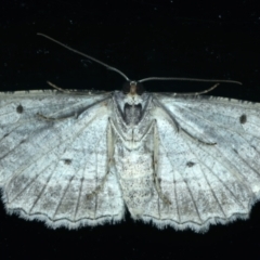 Euphronarcha luxaria at Ainslie, ACT - 3 Apr 2022 11:56 PM