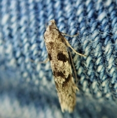 Oxythecta hieroglyphica at Aranda, ACT - 2 Apr 2022