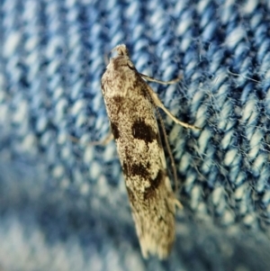 Oxythecta hieroglyphica at Aranda, ACT - 2 Apr 2022