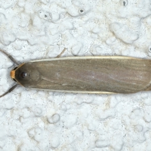 Palaeosia bicosta at Ainslie, ACT - 3 Apr 2022