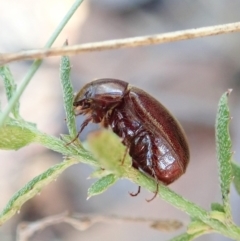 Scarabaeidae (family) (Scarab beetle, curl grub) at Aranda Bushland - 4 Apr 2022 by CathB