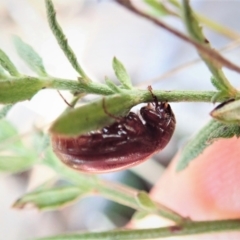 Scarabaeidae (family) at Aranda, ACT - 4 Apr 2022 03:30 PM