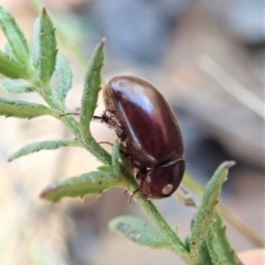 Scarabaeidae (family) at Aranda, ACT - 4 Apr 2022 03:30 PM