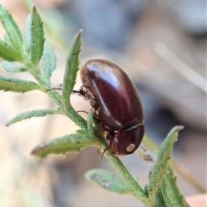 Scarabaeidae (family) at Aranda, ACT - 4 Apr 2022