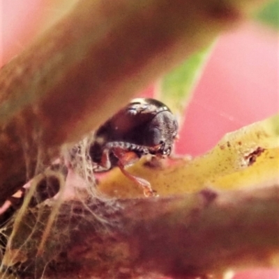 Ditropidus sp. (genus) (Leaf beetle) at Aranda, ACT - 4 Apr 2022 by CathB