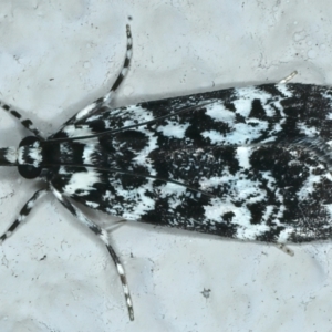 Scoparia exhibitalis at Ainslie, ACT - 3 Apr 2022