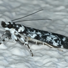 Scoparia exhibitalis at Ainslie, ACT - 3 Apr 2022