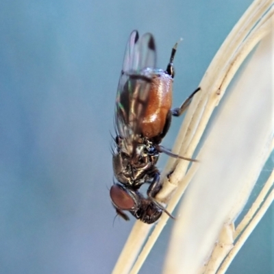 Rivellia sp. (genus) (Signal fly) at Aranda Bushland - 4 Apr 2022 by CathB
