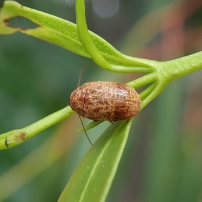 Cryptocephalinae (sub-family) (A case-bearing leaf beetle) at Cook, ACT - 3 Apr 2022 by CathB