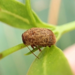 Cryptocephalinae (sub-family) at Cook, ACT - 3 Apr 2022