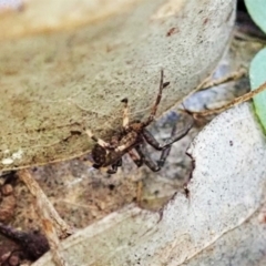 Thomisidae (family) at Aranda Bushland - 5 Apr 2022 by CathB