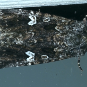 Ectopatria horologa at Ainslie, ACT - 3 Apr 2022 11:48 PM