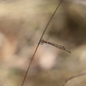 Austrolestes leda at Cook, ACT - 5 Apr 2022 01:19 PM