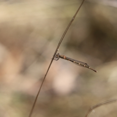 Austrolestes leda (Wandering Ringtail) at Mount Painter - 5 Apr 2022 by Tammy