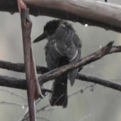 Cracticus torquatus (Grey Butcherbird) at Greenway, ACT - 7 Apr 2022 by RodDeb