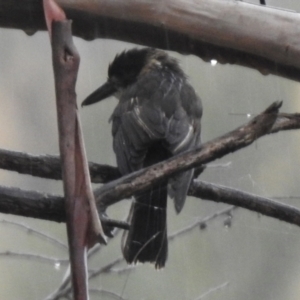 Cracticus torquatus at Greenway, ACT - 7 Apr 2022