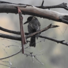 Cracticus torquatus at Greenway, ACT - 7 Apr 2022