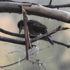 Cracticus torquatus at Greenway, ACT - 7 Apr 2022