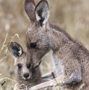 Macropus giganteus at Hackett, ACT - 6 Apr 2022