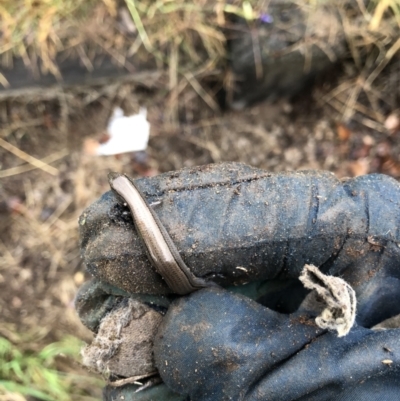 Hemiergis talbingoensis (Three-toed Skink) at Belconnen, ACT - 7 Apr 2022 by jgiacon