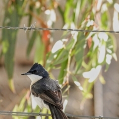 Myiagra inquieta (Restless Flycatcher) at Fyshwick, ACT - 4 Apr 2022 by Bigfish69