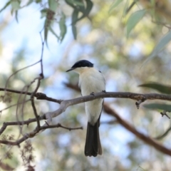 Myiagra inquieta at Fyshwick, ACT - 4 Apr 2022