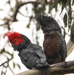 Callocephalon fimbriatum (Gang-gang Cockatoo) at Mount Majura - 3 Apr 2022 by Bigfish69