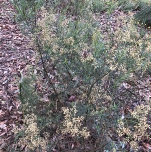 Cassinia quinquefaria at Belconnen, ACT - 3 Apr 2022