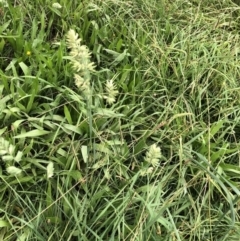 Dactylis glomerata (Cocksfoot) at Belconnen, ACT - 3 Apr 2022 by jgiacon