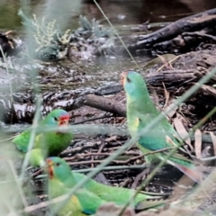Lathamus discolor (Swift Parrot) at Hackett, ACT - 2 Apr 2022 by Bigfish69