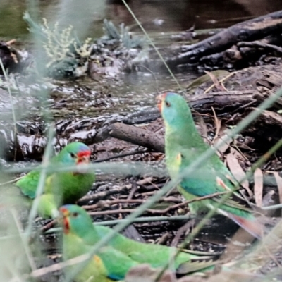 Lathamus discolor (Swift Parrot) at Mount Majura - 1 Apr 2022 by Bigfish69